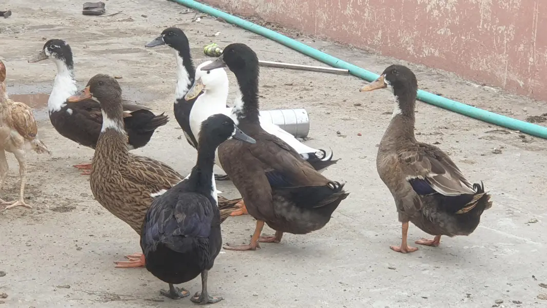 Ducks Beautiful Pair | 03107034827 whatsapp pe rabta kare — photo 4