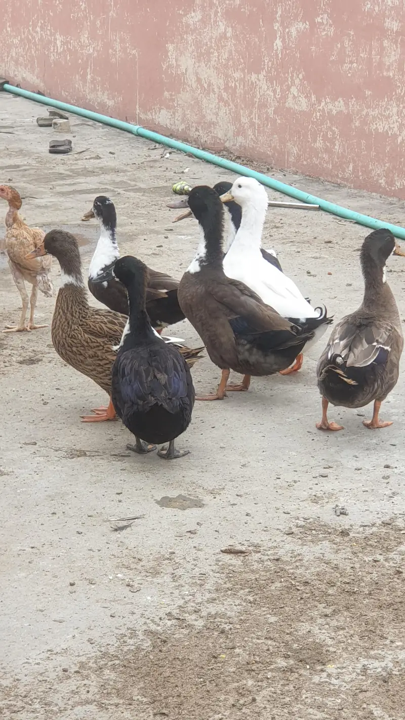 Ducks Beautiful Pair | 03107034827 whatsapp pe rabta kare — photo 5