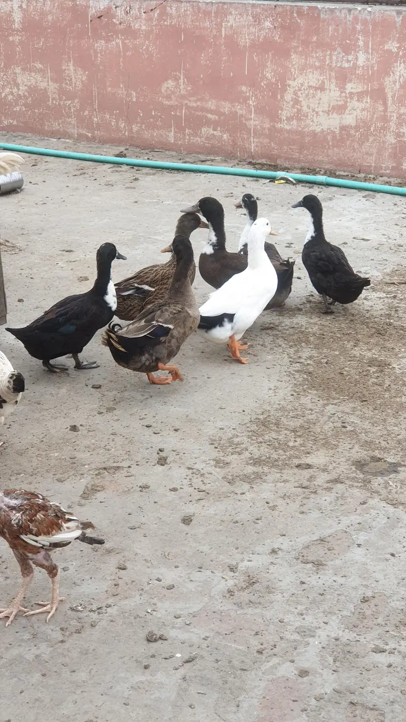 Ducks Beautiful Pair | 03107034827 whatsapp pe rabta kare — photo 6