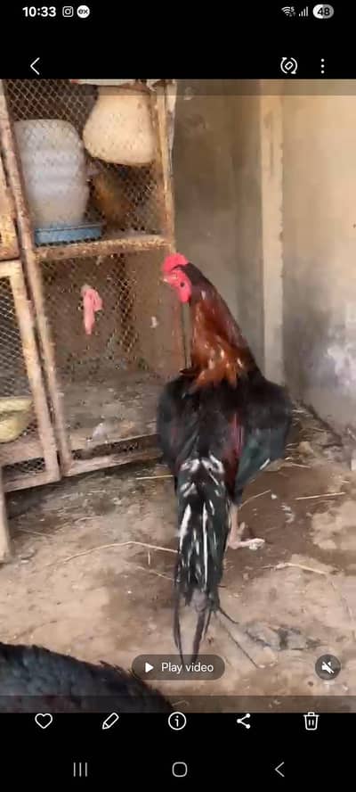Aseel male for sale
