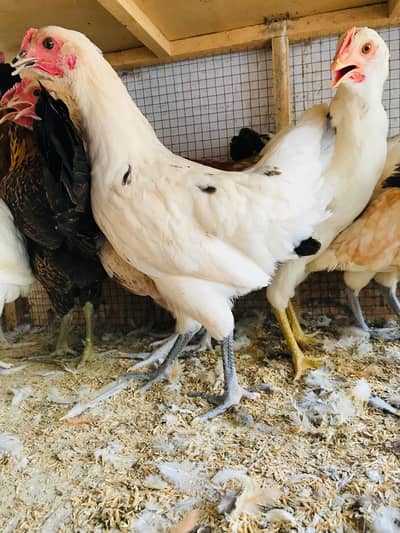 Golden Misri Hens | Golden Misri Pathi | Desi Hens
