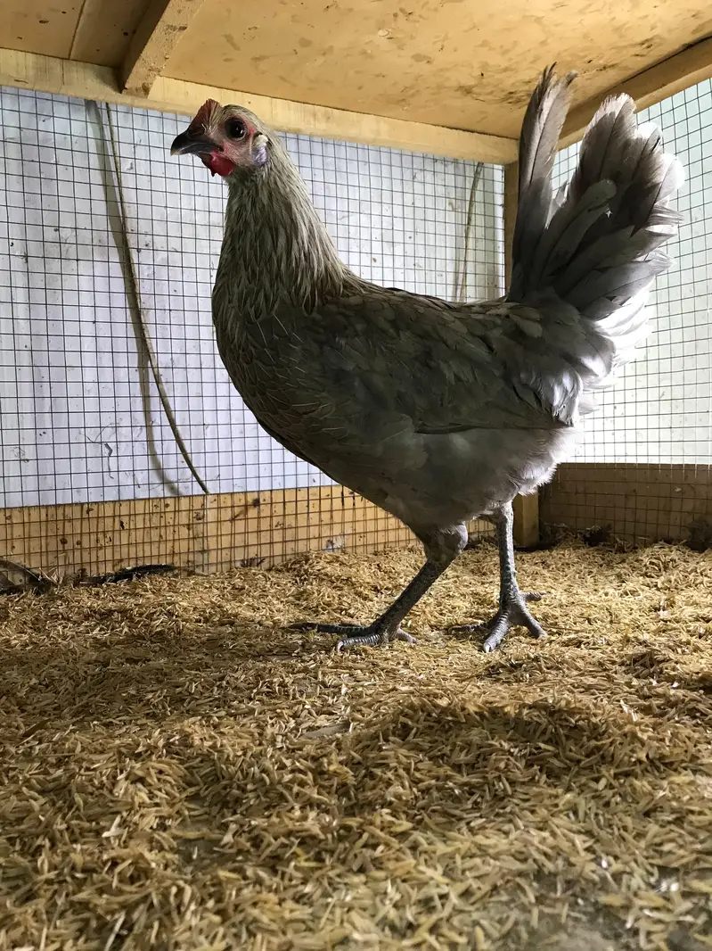 Golden Misri Hens | Golden Misri Pathi | Desi Hens — photo 3