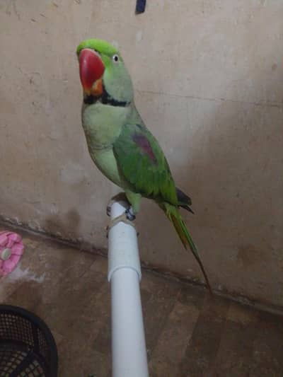 Green Parrot for Sale