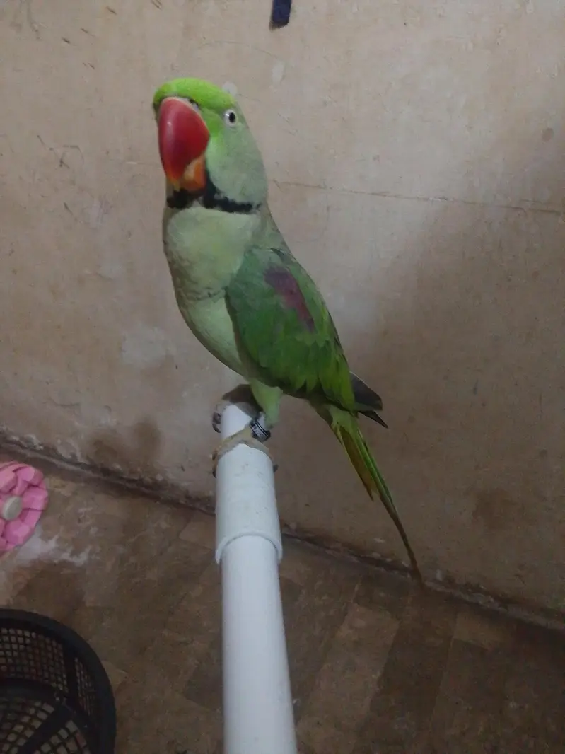 Green Parrot for Sale