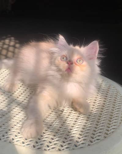 Healthy and Active Triple coated  Kittens.