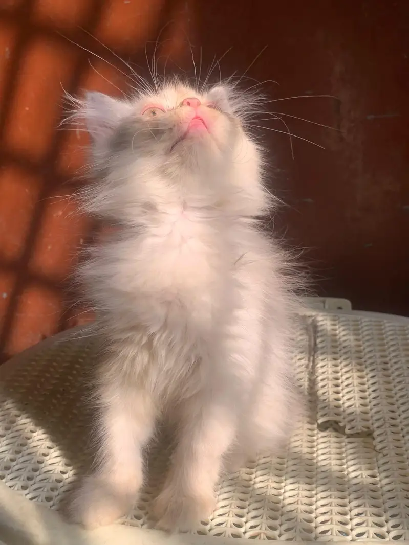 Healthy and Active Triple coated  Kittens. — photo 2