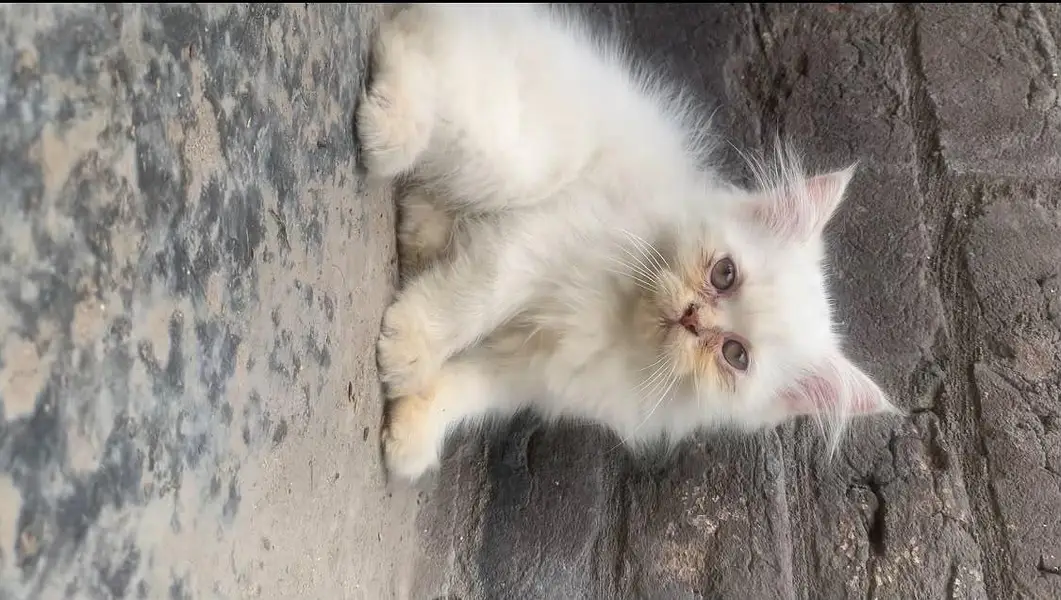 Healthy and Active Triple coated  Kittens. — photo 3