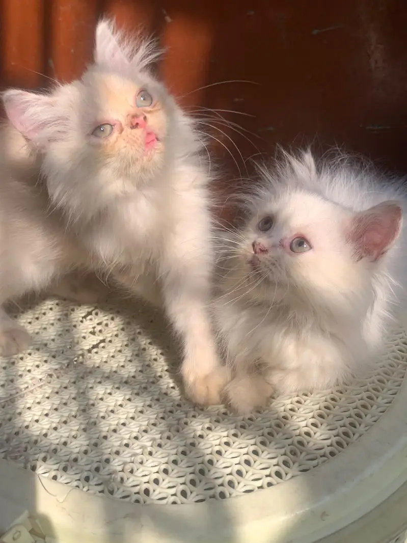 Healthy and Active Triple coated  Kittens. — photo 4