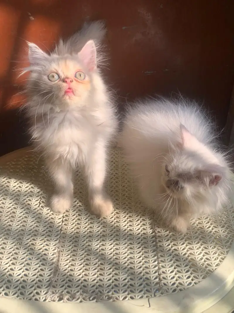 Healthy and Active Triple coated  Kittens. — photo 5