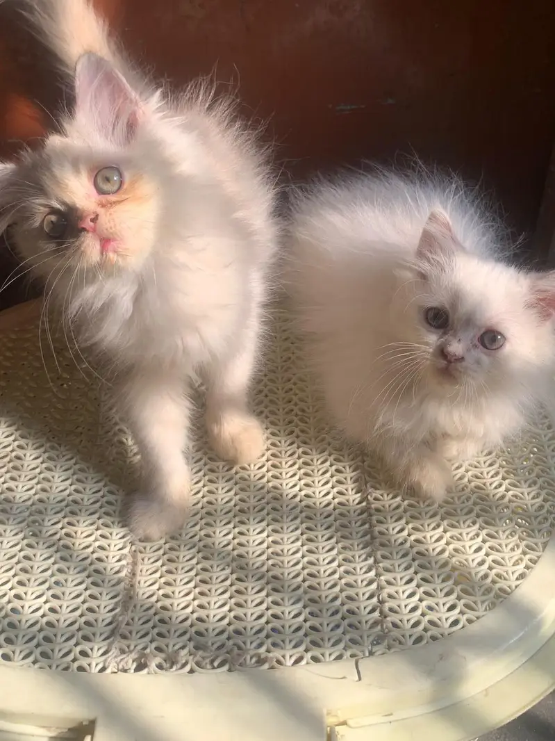 Healthy and Active Triple coated  Kittens. — photo 6