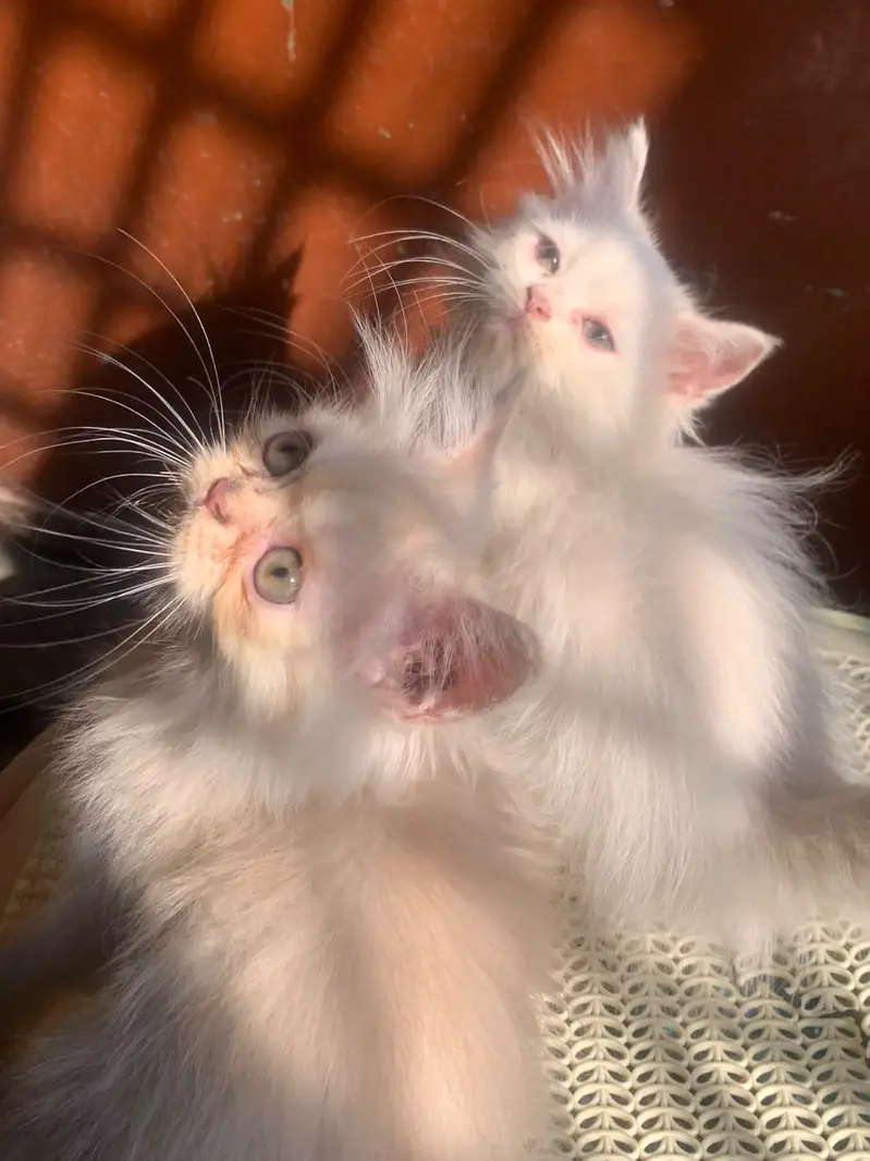 Healthy and Active Triple coated  Kittens. — photo 7