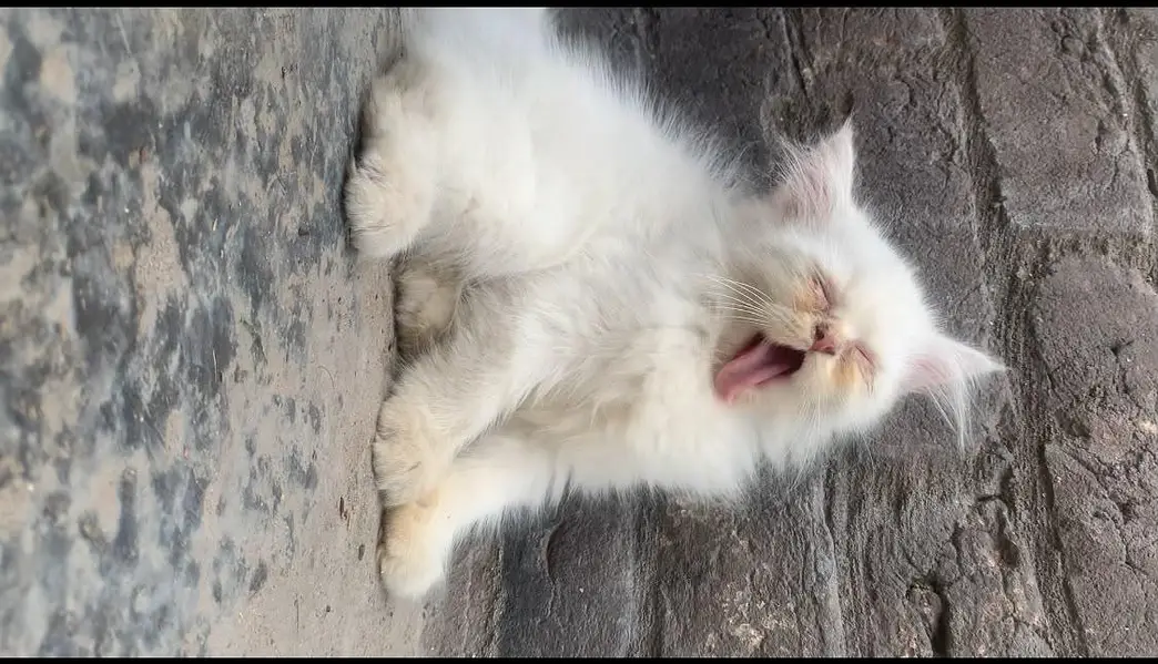 Healthy and Active Triple coated  Kittens. — photo 8