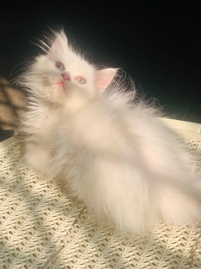 Healthy and Active Triple coated  Kittens. — photo 9