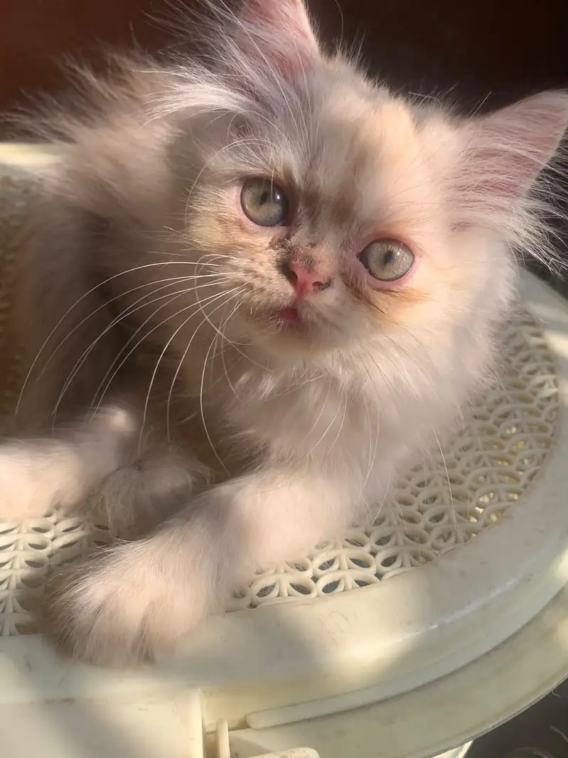 Healthy and Active Triple coated  Kittens. — photo 10
