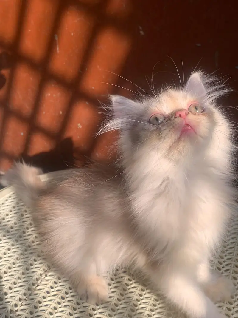 Healthy and Active Triple coated  Kittens. — photo 11