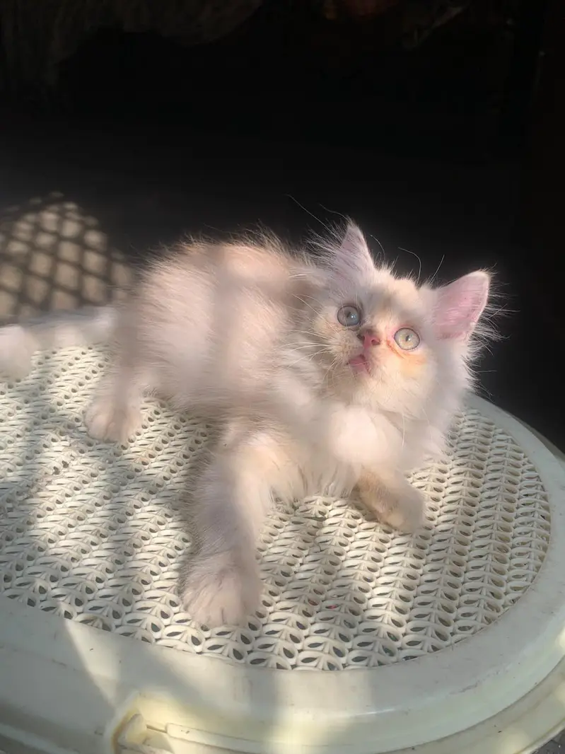 Healthy and Active Triple coated  Kittens. — photo 12
