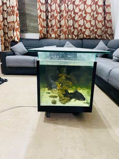 Table Aquarium Fish