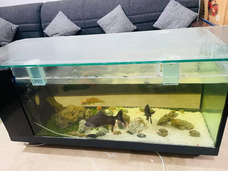Table Aquarium Fish 1