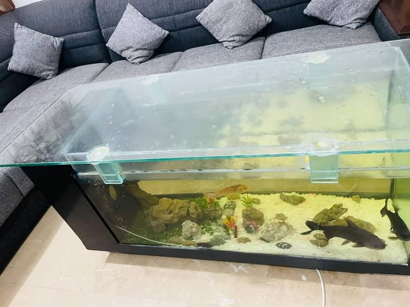 Table Aquarium Fish 2