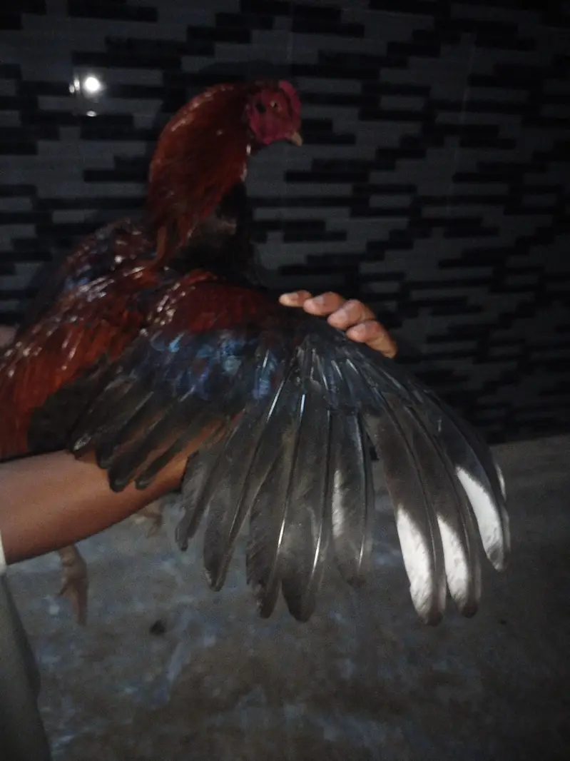 Pakistani krass with walati khusk pati — photo 3