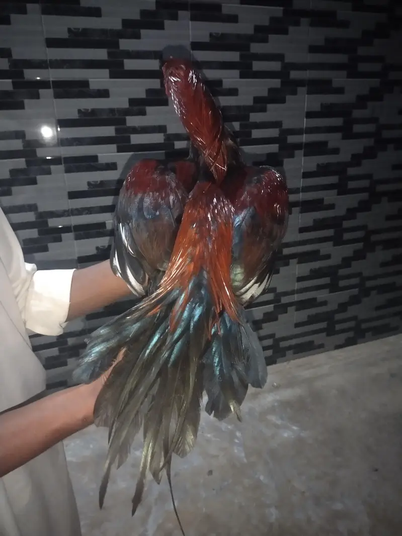 Pakistani krass with walati khusk pati — photo 4
