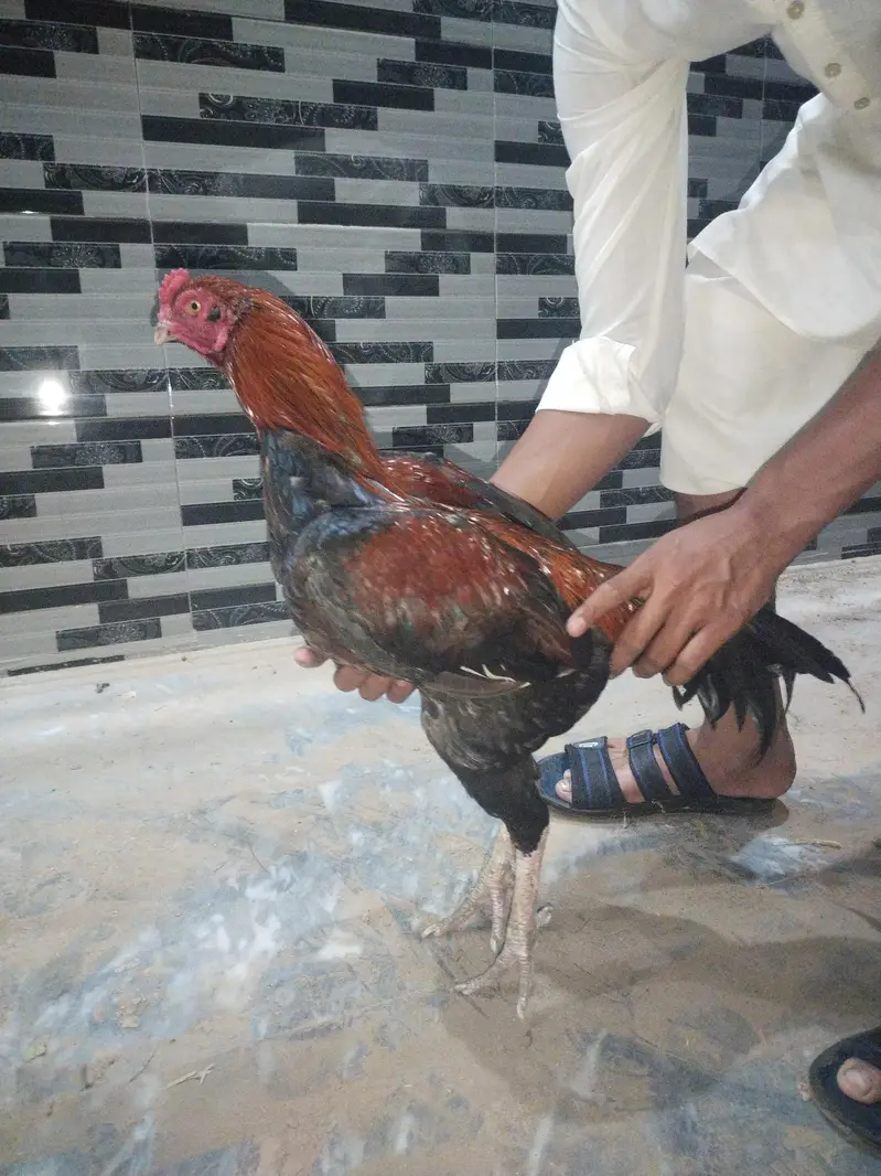 Pakistani krass with walati khusk pati — photo 5