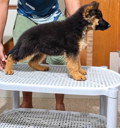 Puppy | German Shepherd Male Puppy | Long Coat Puppy | GSD For Sale