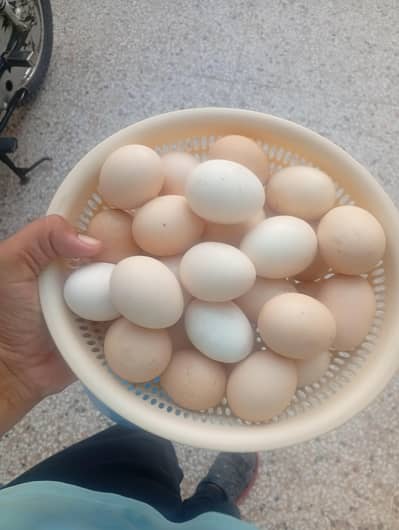Hens for sale starter