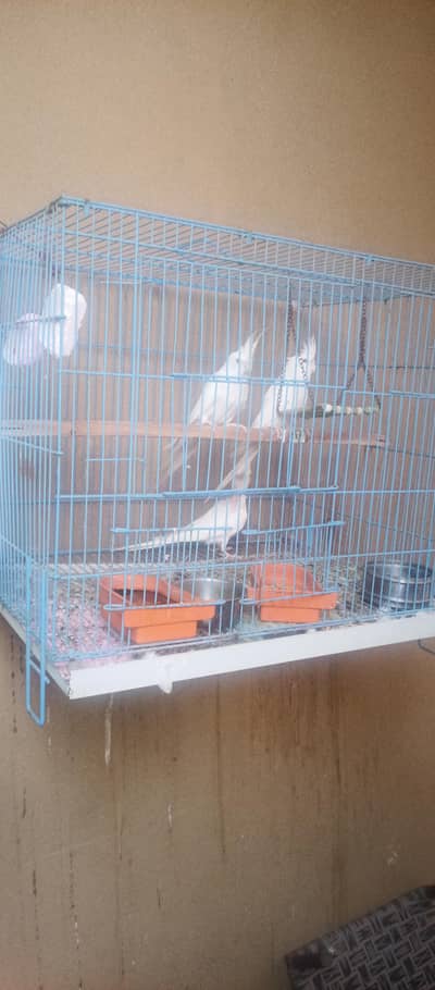 Cockatiel Family for Sale