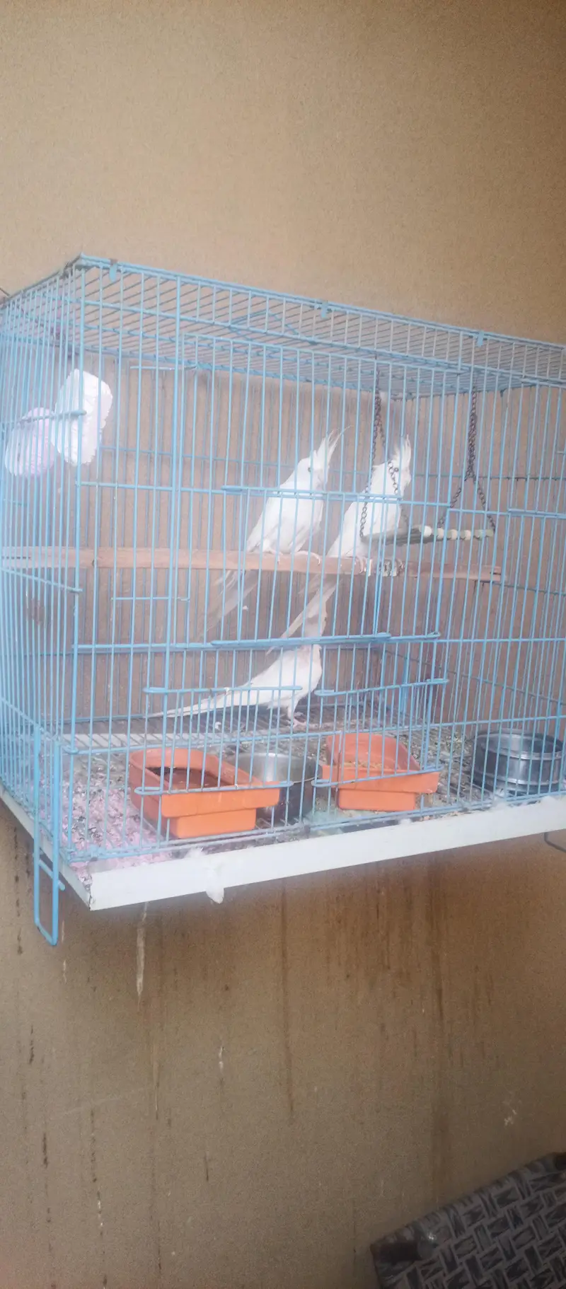 Cockatiel Family for Sale