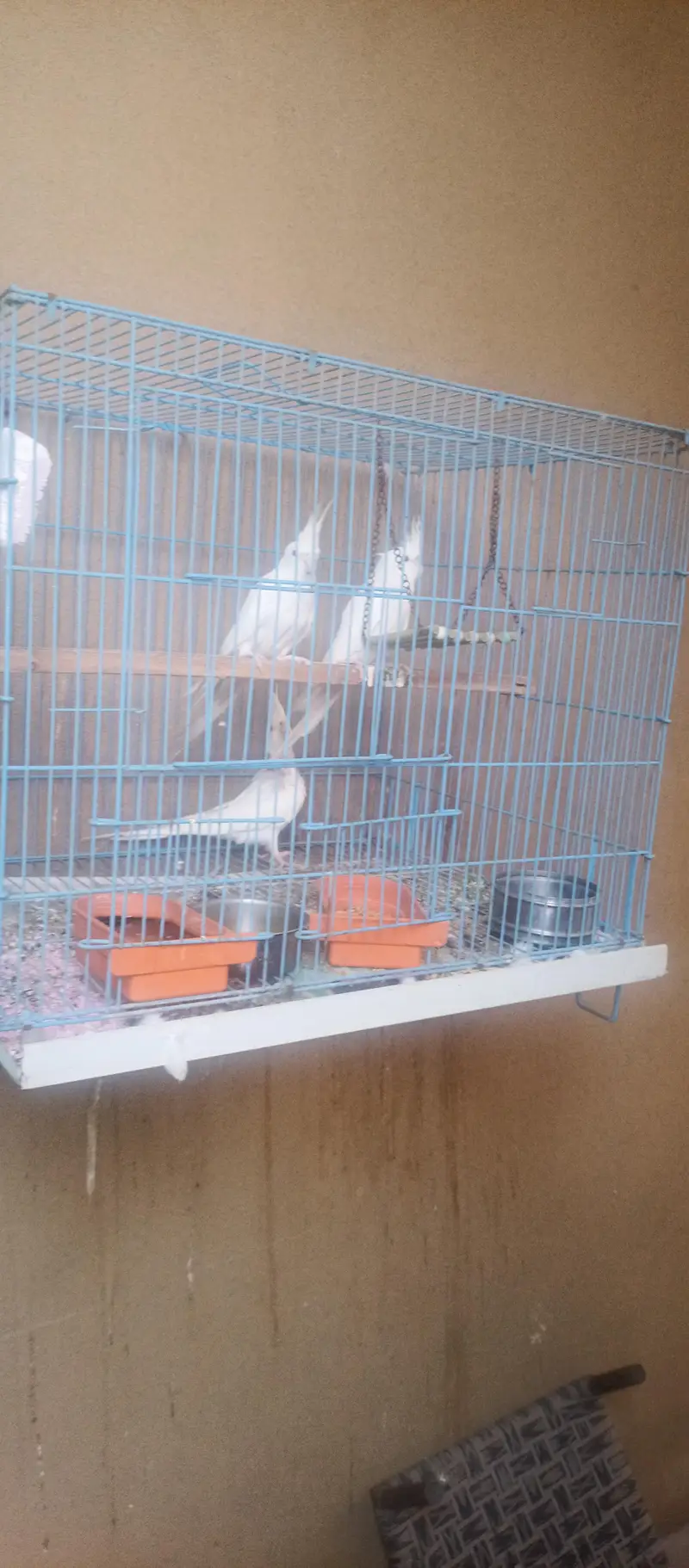 Cockatiel Family for Sale — photo 2