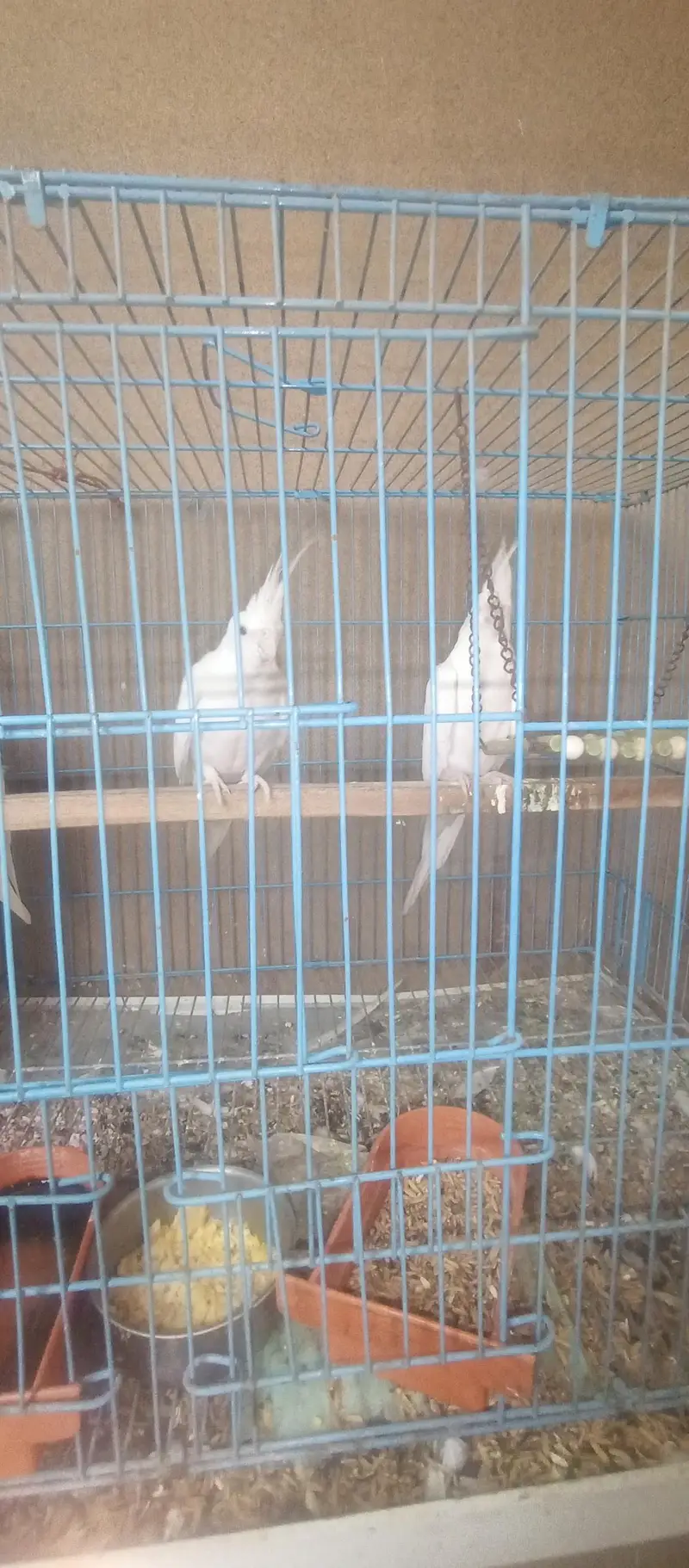 Cockatiel Family for Sale — photo 3