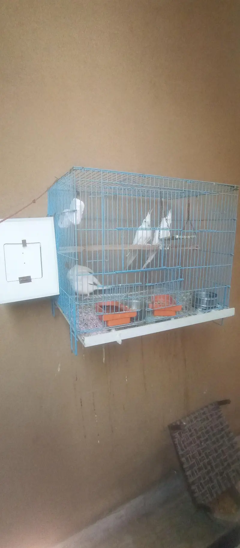 Cockatiel Family for Sale — photo 4