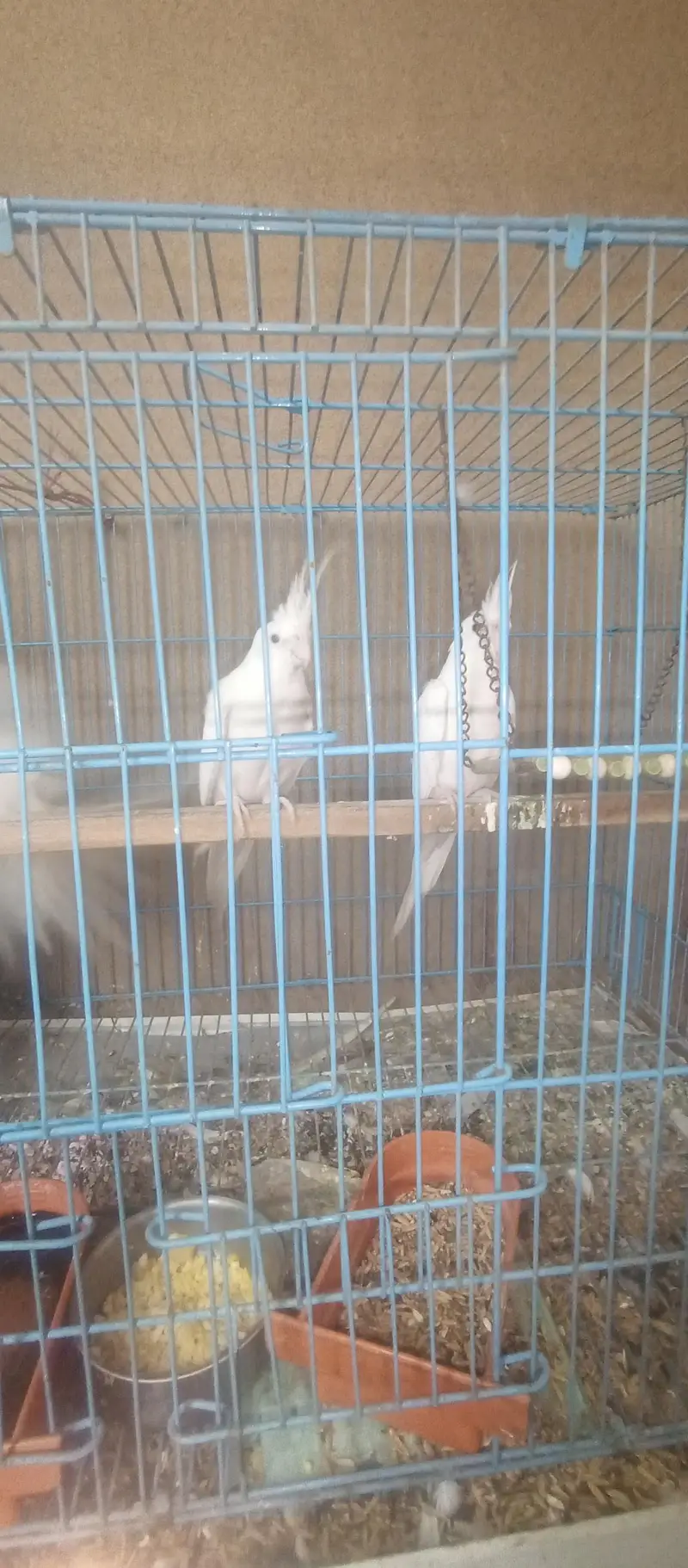 Cockatiel Family for Sale — photo 6