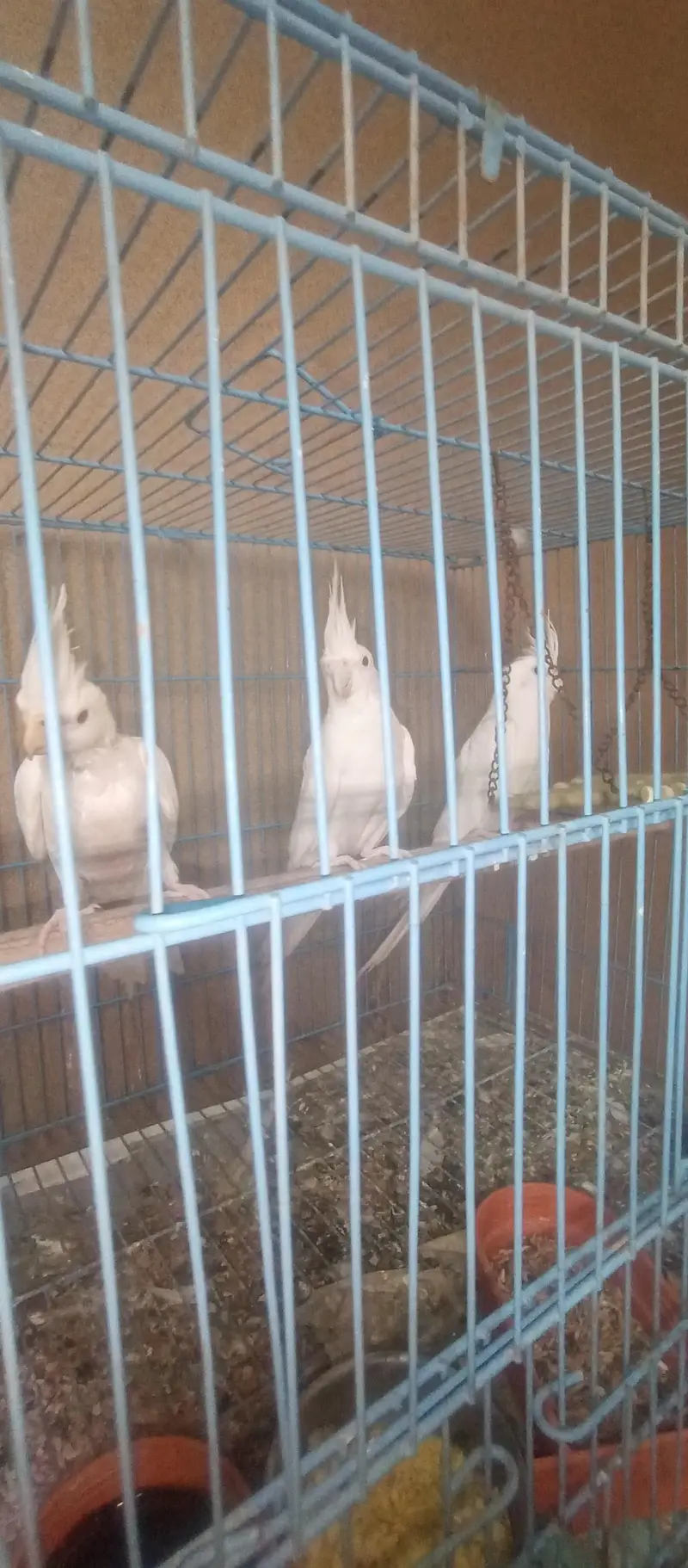 Cockatiel Family for Sale — photo 7