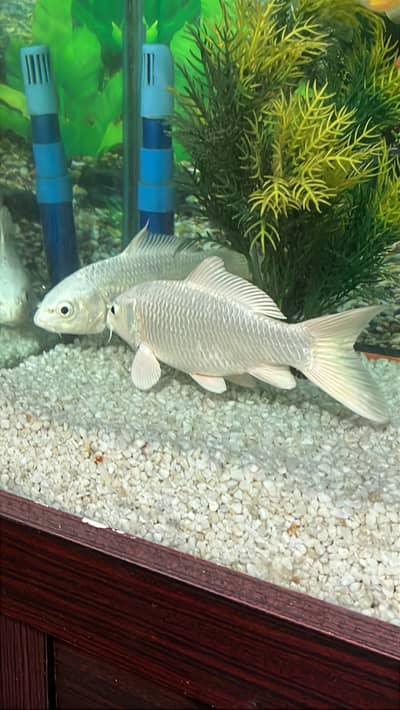 Tetra multicolour fishes, 2 silver craps fishs