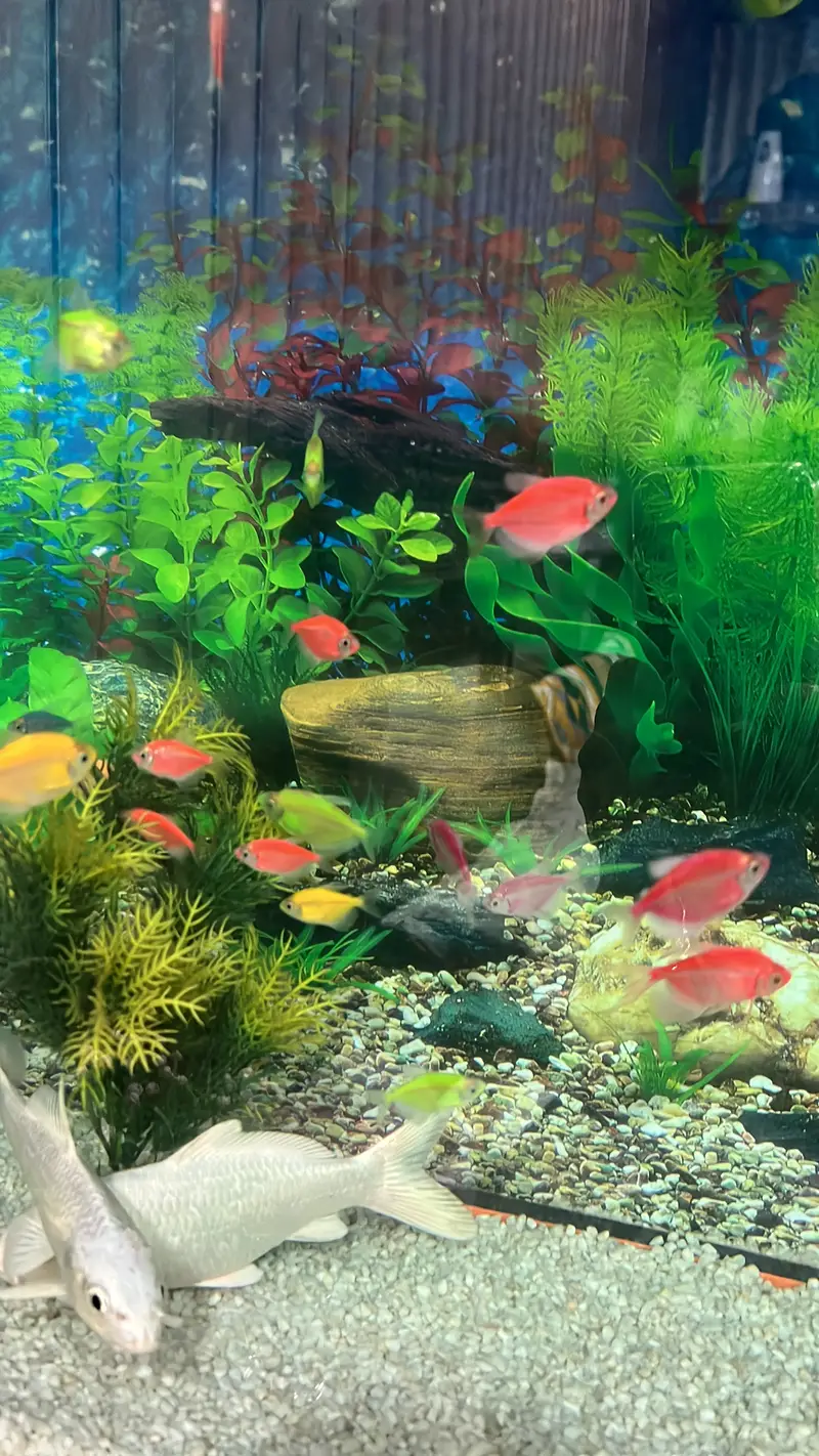 Tetra multicolour fishes, 2 silver craps fishs — photo 2