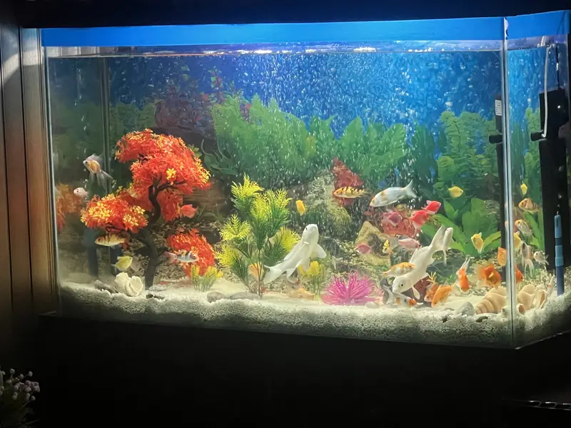 Tetra multicolour fishes, 2 silver craps fishs — photo 3