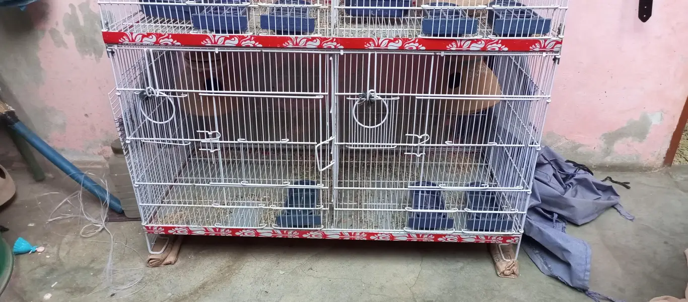 Birds cage — photo 2