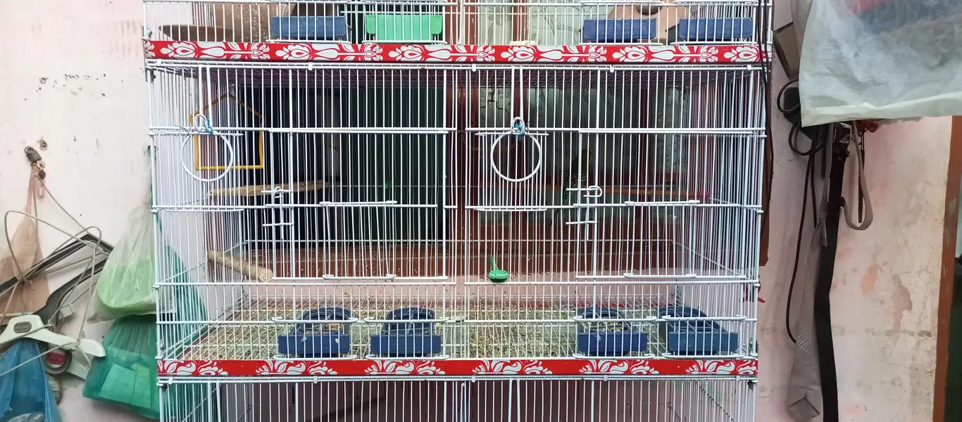 Birds cage — photo 4