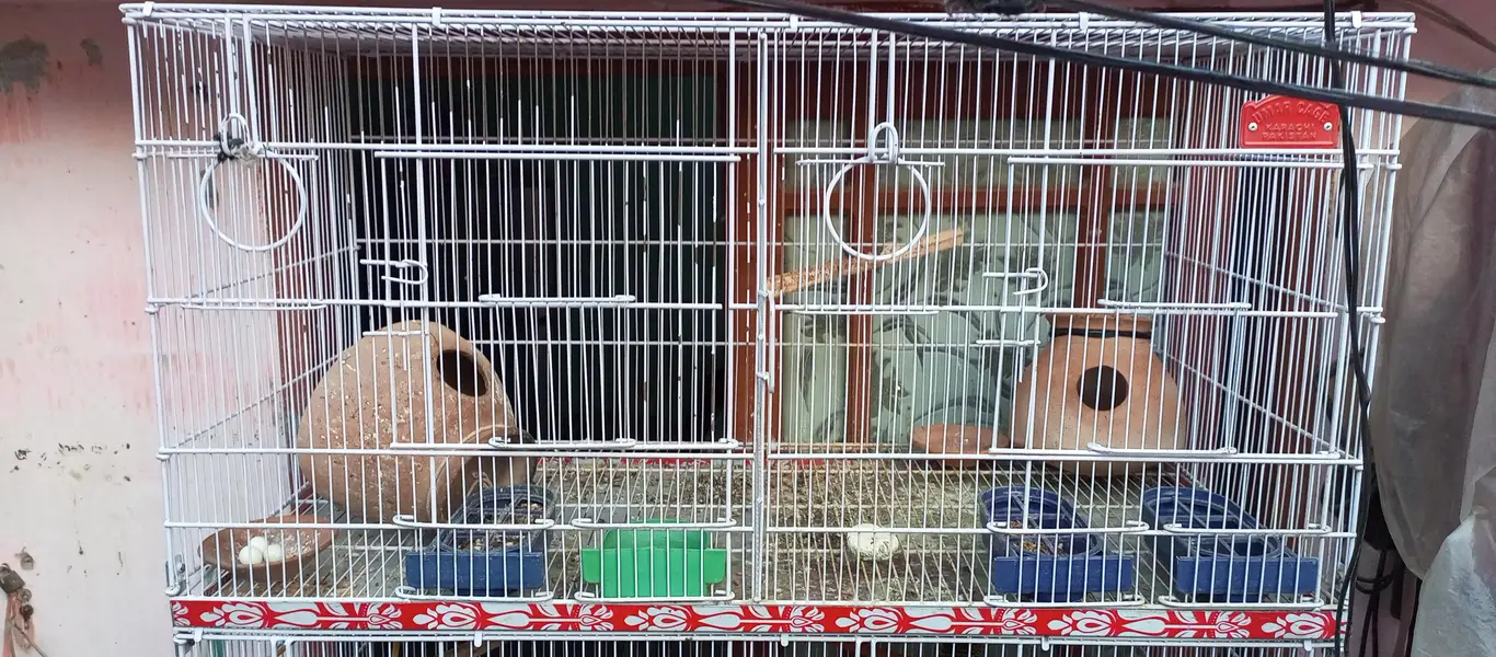 Birds cage — photo 5