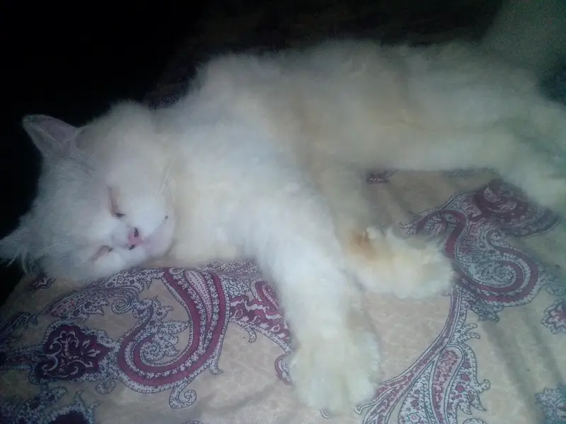 full active cat — photo 2