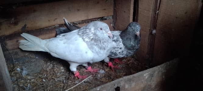 sleta male and tady female