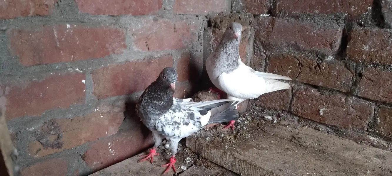 sleta male and tady female — photo 2
