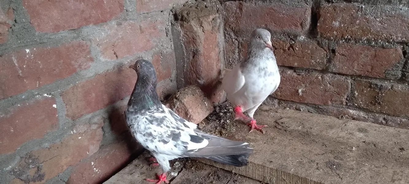sleta male and tady female — photo 3