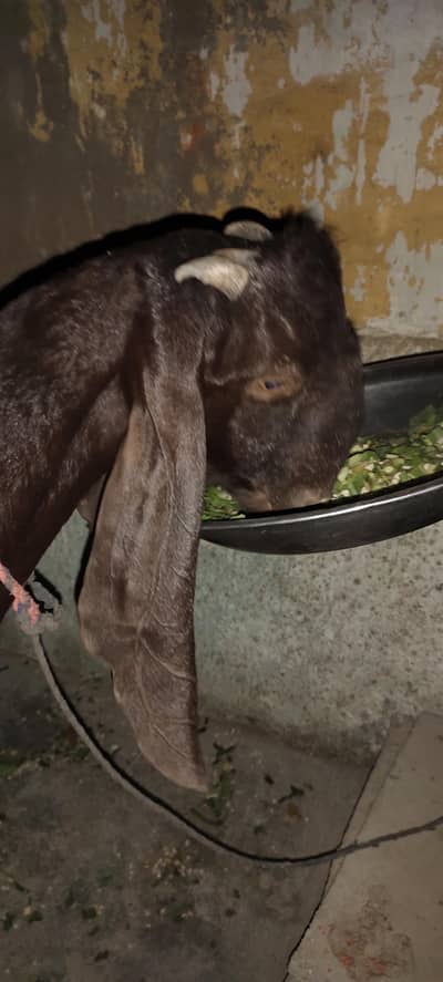 argent sale kamori bakri 9month age he bilkul ok he