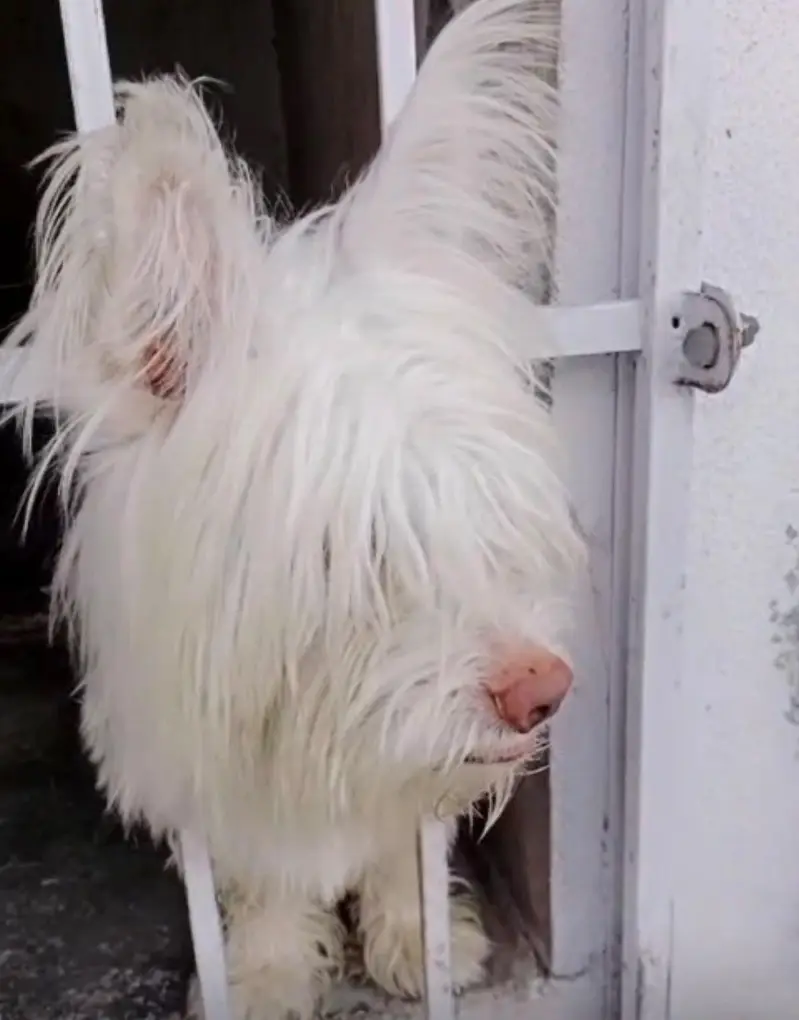 russain puppy