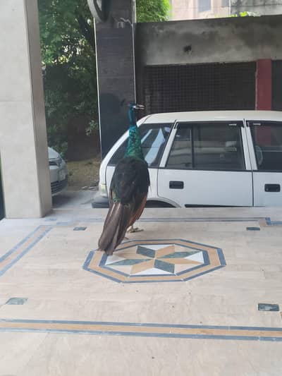 Black shoulder peacock for sale