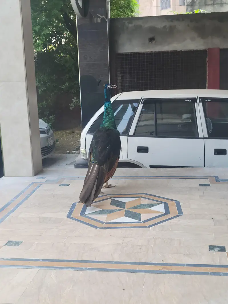 Black shoulder peacock for sale