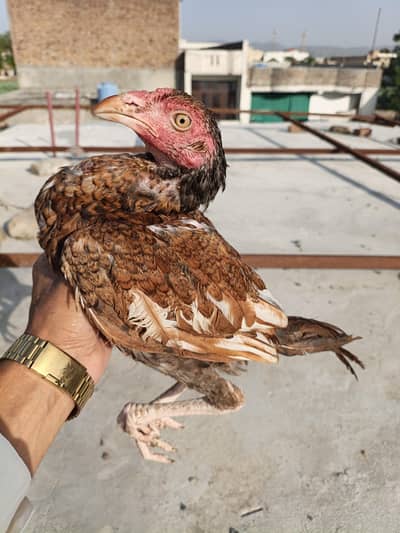 Aseel pathy or pathiya for sale jora 4600 . (taxila wah cantt)